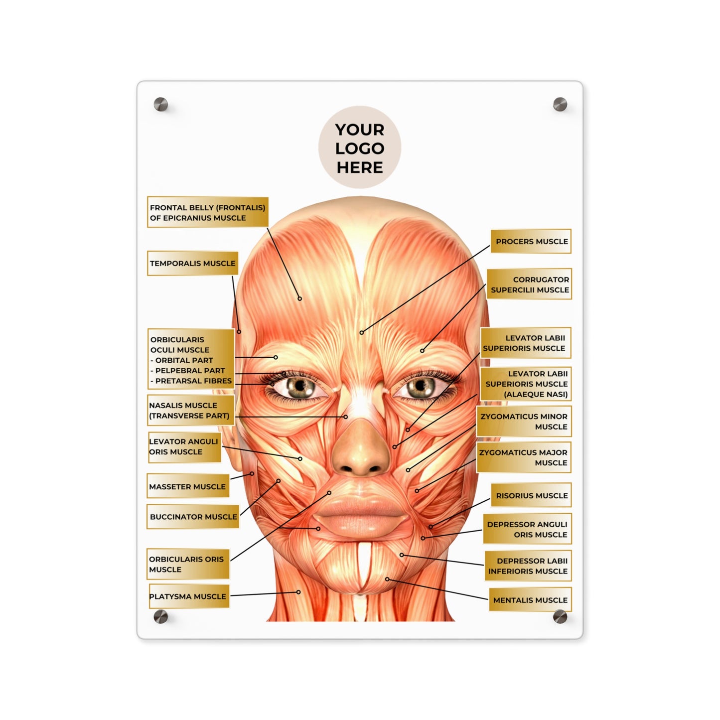 Facial Anatomy Consultation Acrylic Wall Art Panel