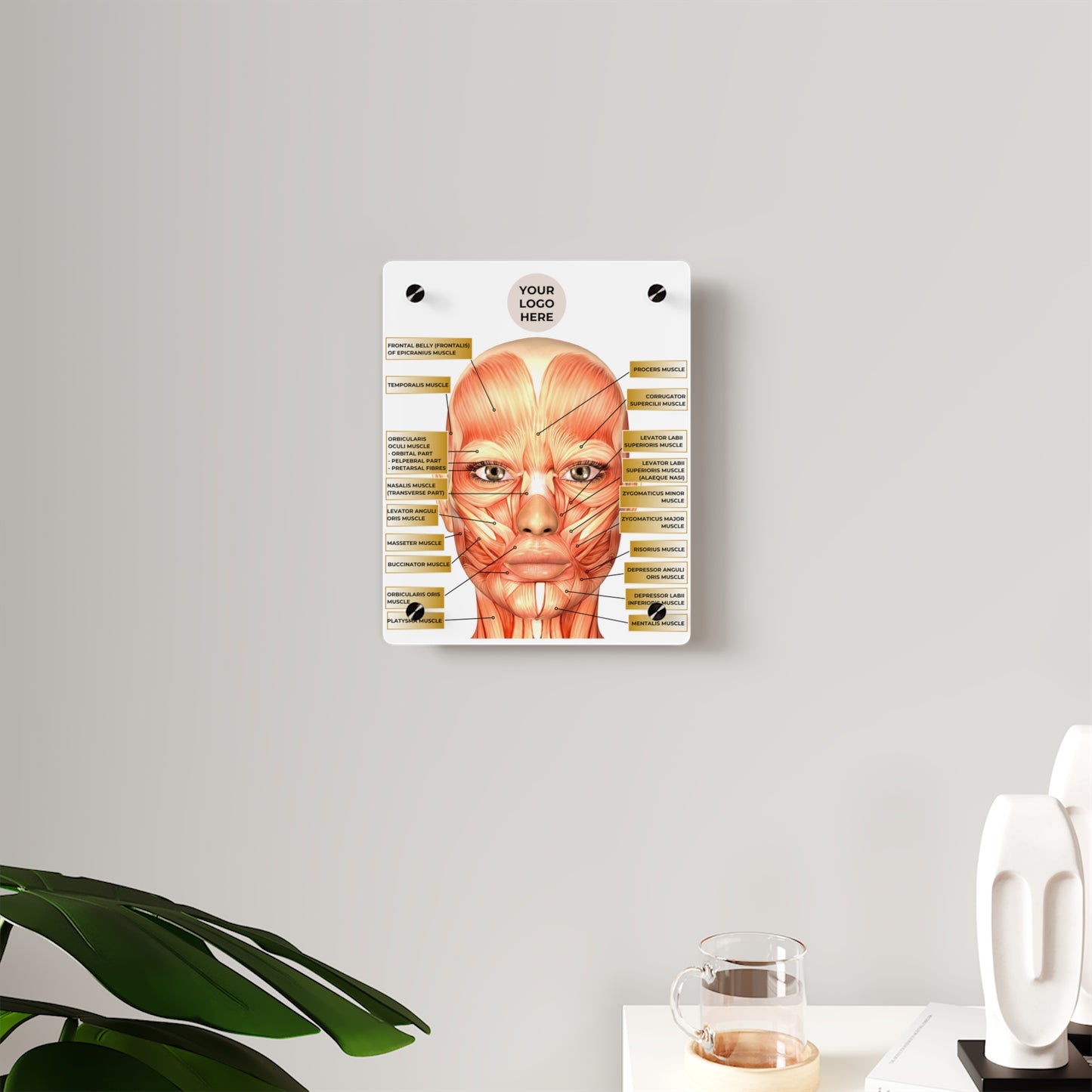 Facial Anatomy Consultation Acrylic Wall Art Panel