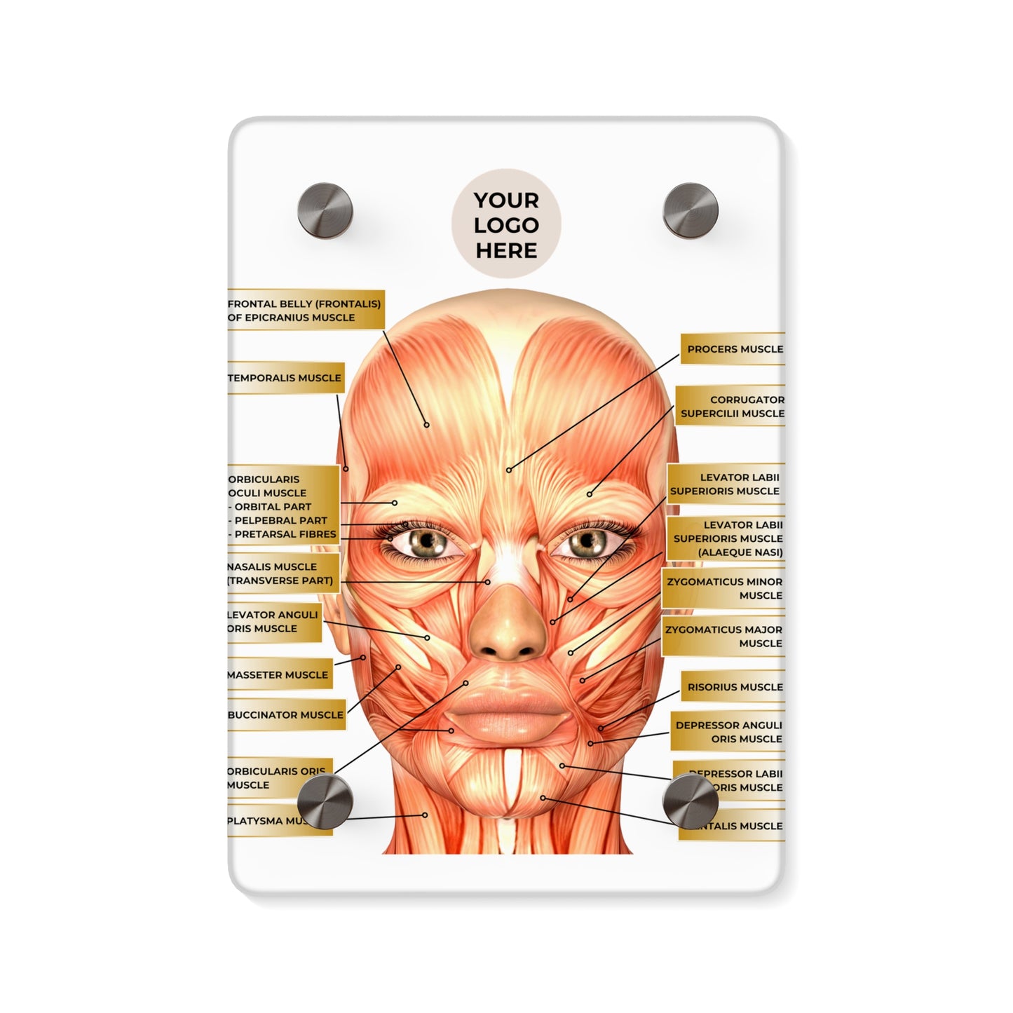 Facial Anatomy Consultation Acrylic Wall Art Panel