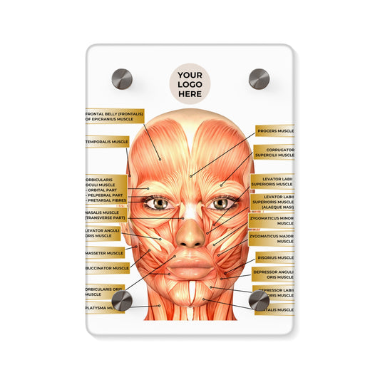 Facial Anatomy Consultation Acrylic Wall Art Panel