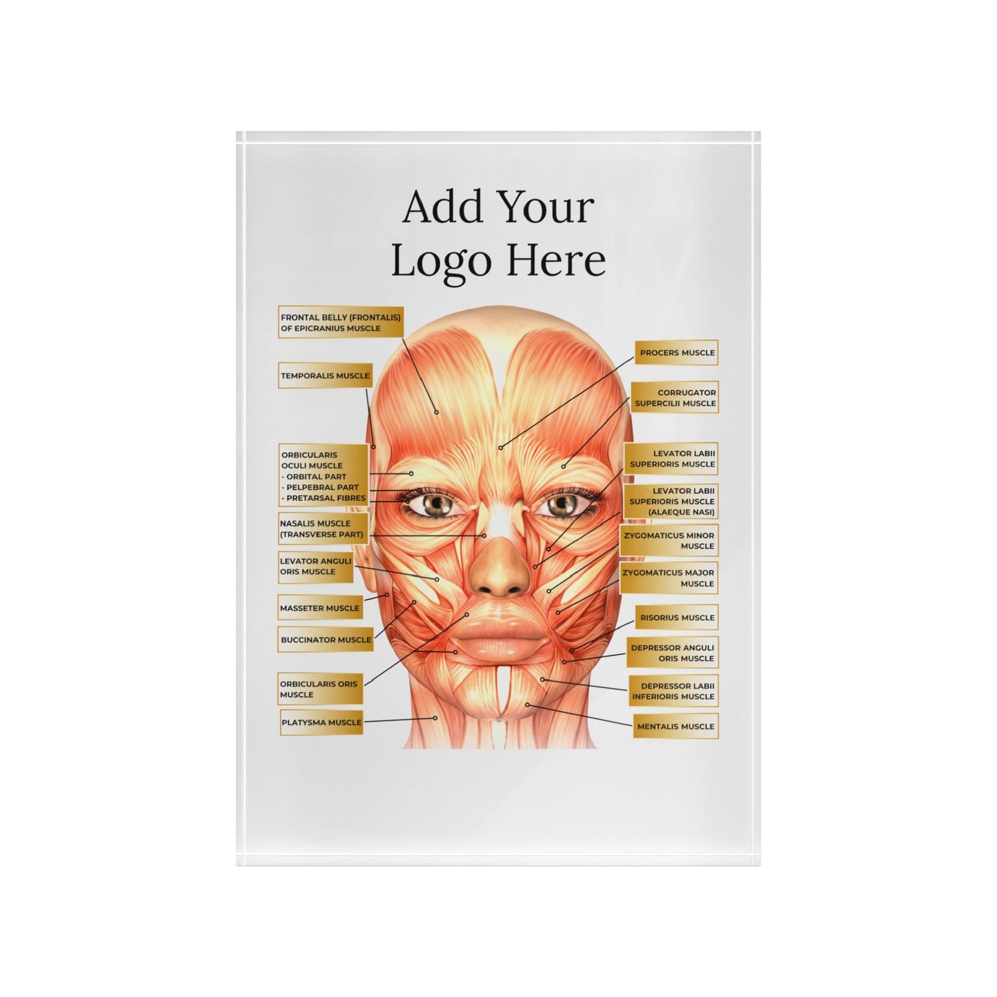 Aesthetics Anatomy Training and Consultation Face Board