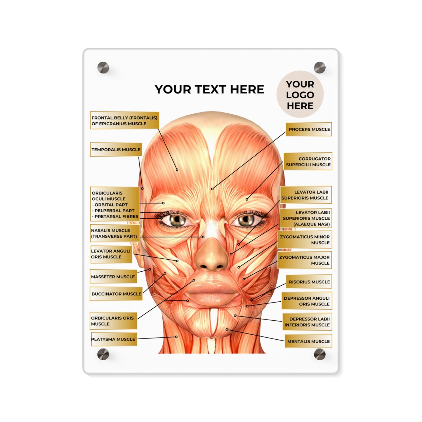 Facial Anatomy Consultation Acrylic Wall Art Panel