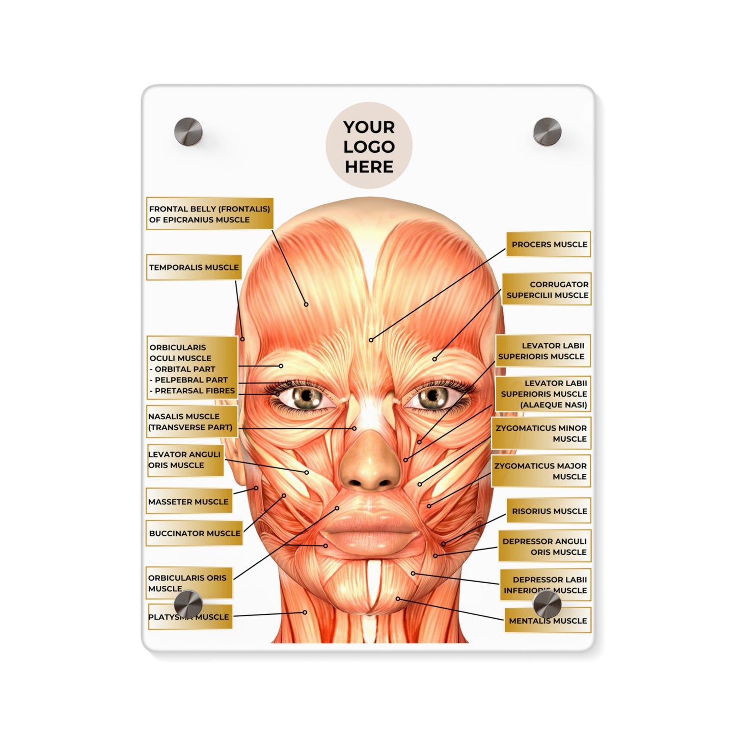 Facial Anatomy Consultation Acrylic Wall Art Panel